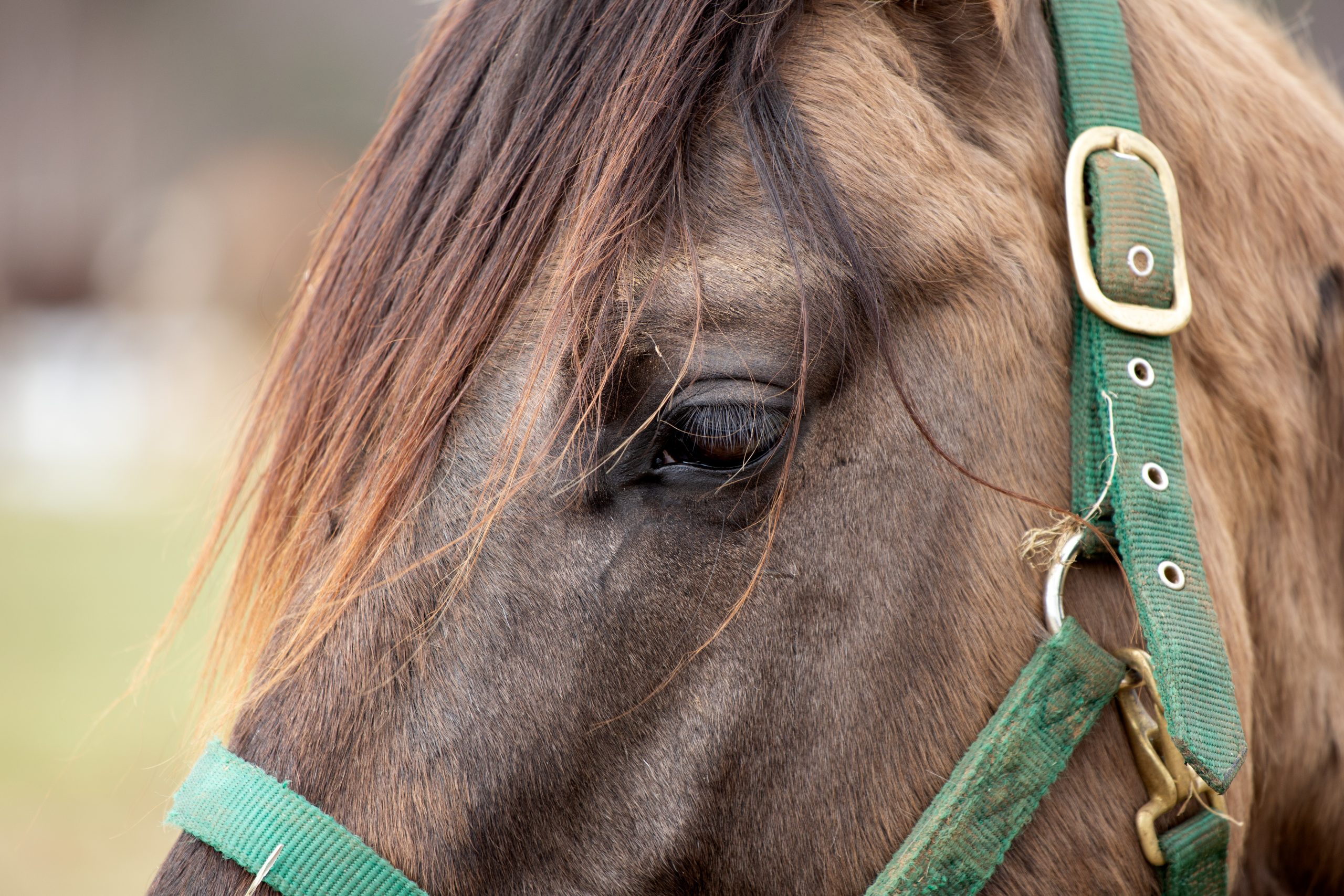 Ivermectin is good for horses, bad for COVID-19 patients.
